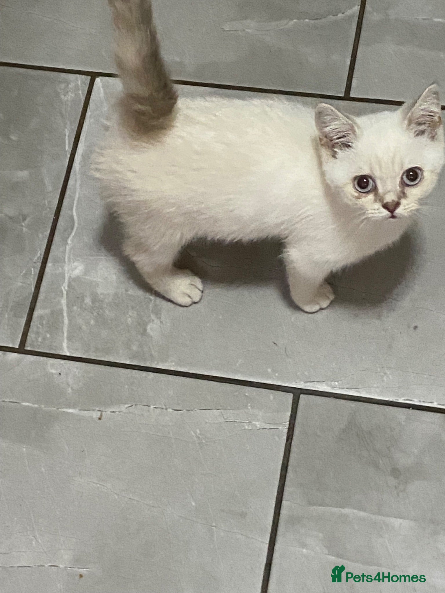 British Longhair cats Pure bred British Shorthair kittens - Advert 8