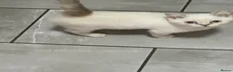 British Longhair cats for sale: Pure bred British Shorthair kittens - Advert 8