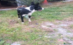 Border Collie dogs for sale: Lovely collie bitch looking for a new home - Image 4