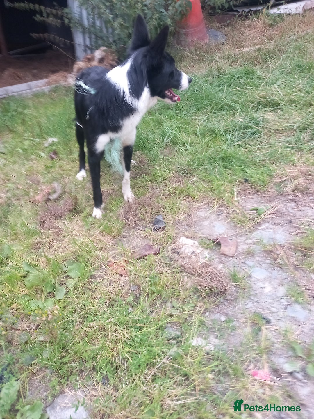 Border Collie dogs for sale: Lovely collie bitch looking for a new home - Image 4