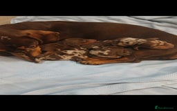 Dachshund dogs for sale: Miniature short hair daschund puppies  - Image 3