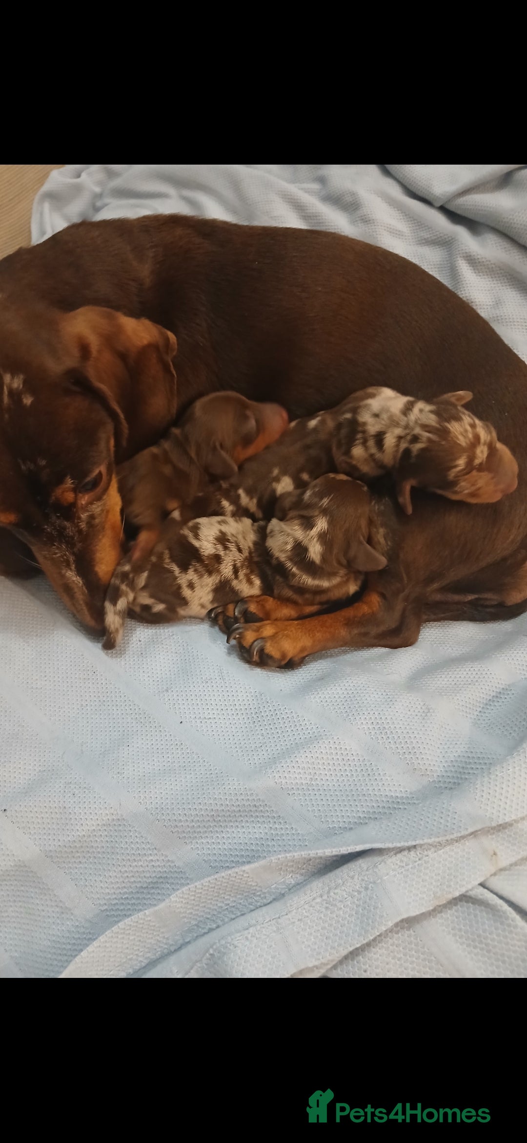 Dachshund dogs for sale: Miniature short hair daschund puppies  - Image 3