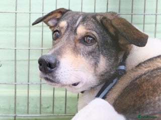 Mixed Breed dogs in Norwich - Advert 41