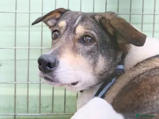 Mixed Breed dogs Benjamin - Norwich Norfolk in Norwich - Advert 12