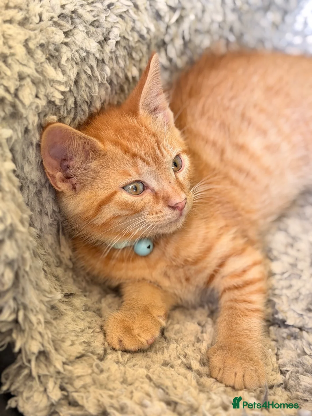 Mixed Breed cats for sale: Beautiful Turkish Angora Mix Kittens in Lincoln - Advert 2