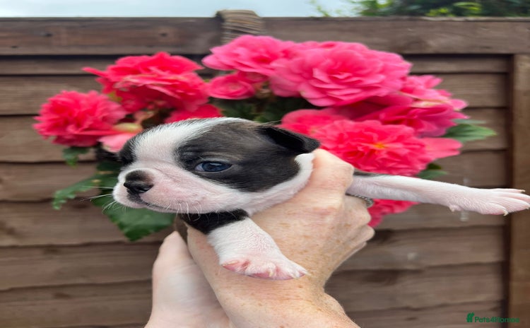 Boston Terrier dogs - Advert 4