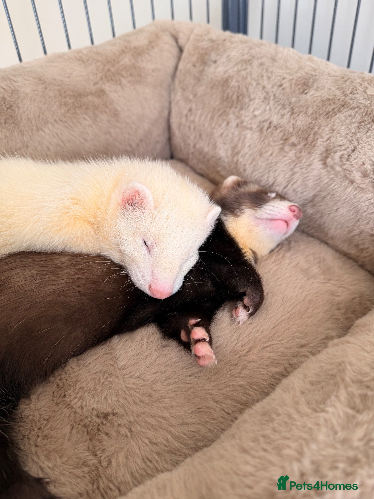 Ferret rodents Lovely Jill and Hob  - Advert 1