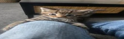 Domestic Shorthair cats for sale: 3 kittens looking for loving homes  in Bideford - Advert 4