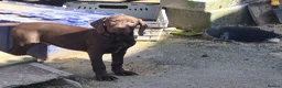 Mixed Breed dogs for sale: Pointador's (Lab x GSP) - Advert 10