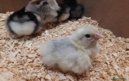 Chickens poultry for sale: Mixed breed chicks and set up - Image 7