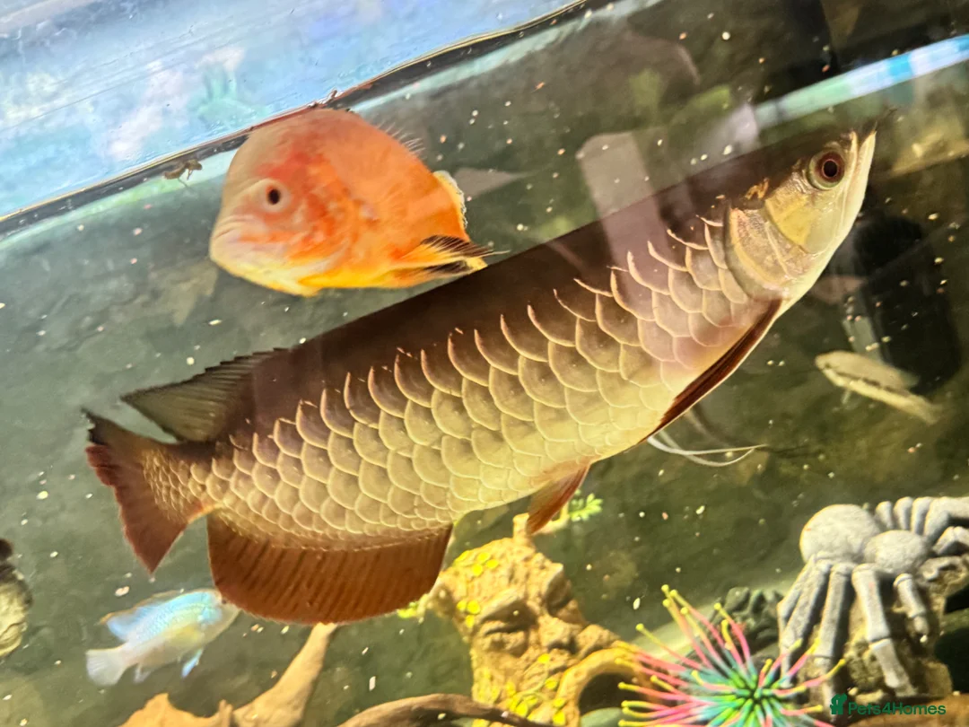 Cichlids fish for sale: Asian arowana + a load of others  in Rossendale - Advert 1