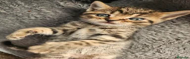 British Shorthair Kitten 5