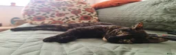 Domestic Shorthair cats for sale: Sweet and Dopey Girl Pidge Seeking Loving Home - Advert 7