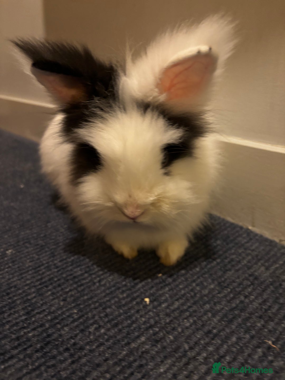 Lionhead rabbits for sale: 2 Handsome double-maned lionheads  - Advert 2