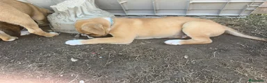 Mixed Breed 3