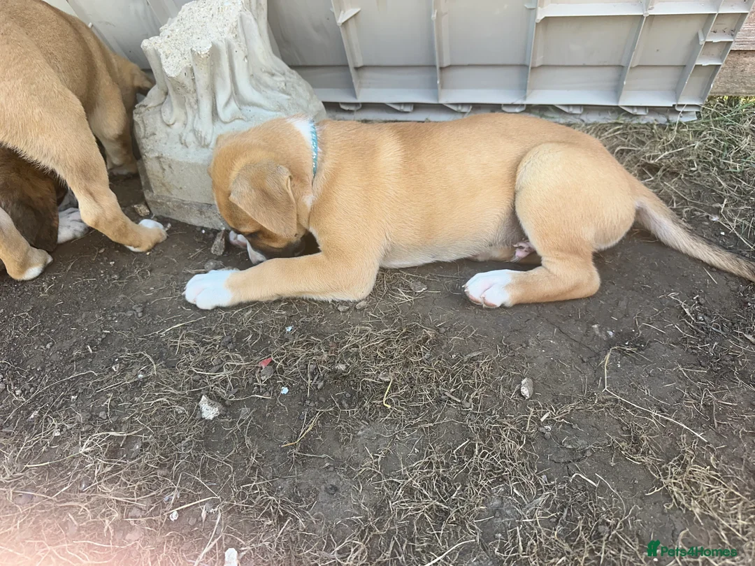 Mixed Breed dogs for sale: Boxer Shepherds for sale in High Wycombe - Advert 2