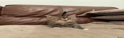 Mixed Breed cats for sale: Beautiful kittens  - Advert 6