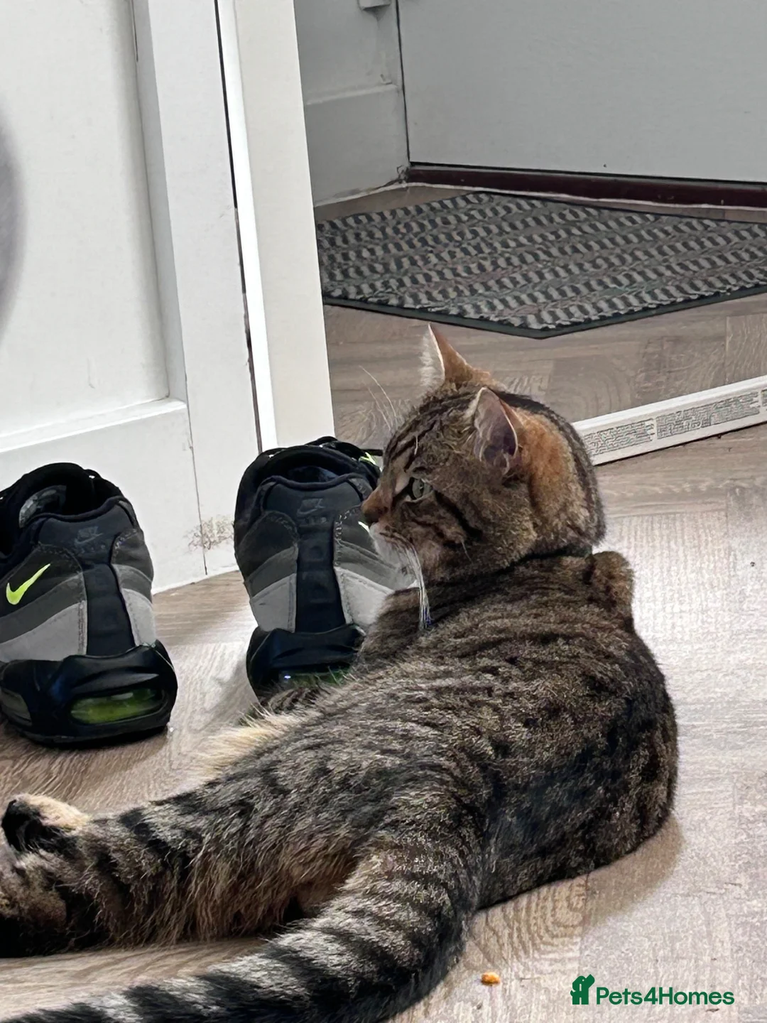 Mixed Breed cats for sale: Beautiful tabby kittens in Basingstoke - Advert 7