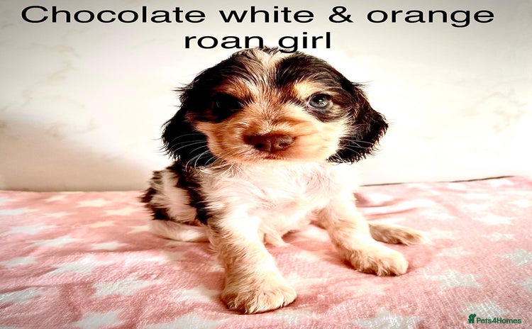 Cocker Spaniel dogs - Advert 10