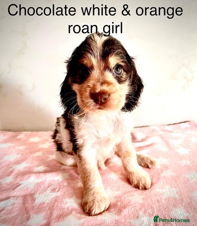 Cocker Spaniel dogs - Advert 1