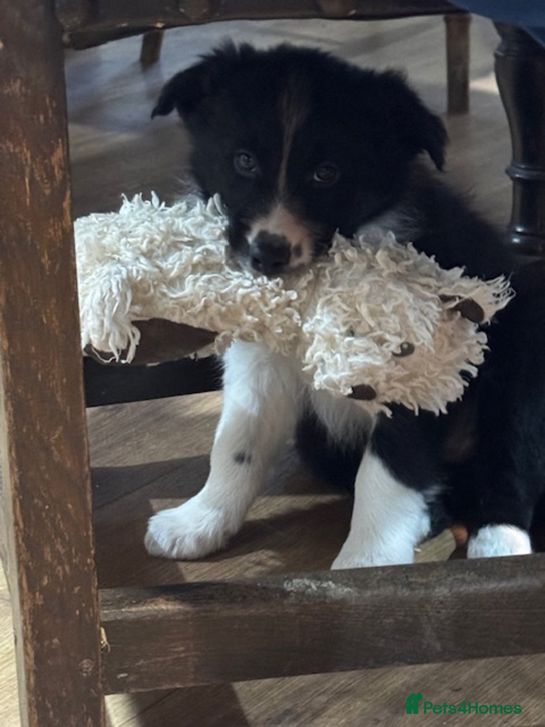 Border Collie dogs for sale: KC Registered Border Collie puppies - Advert 12