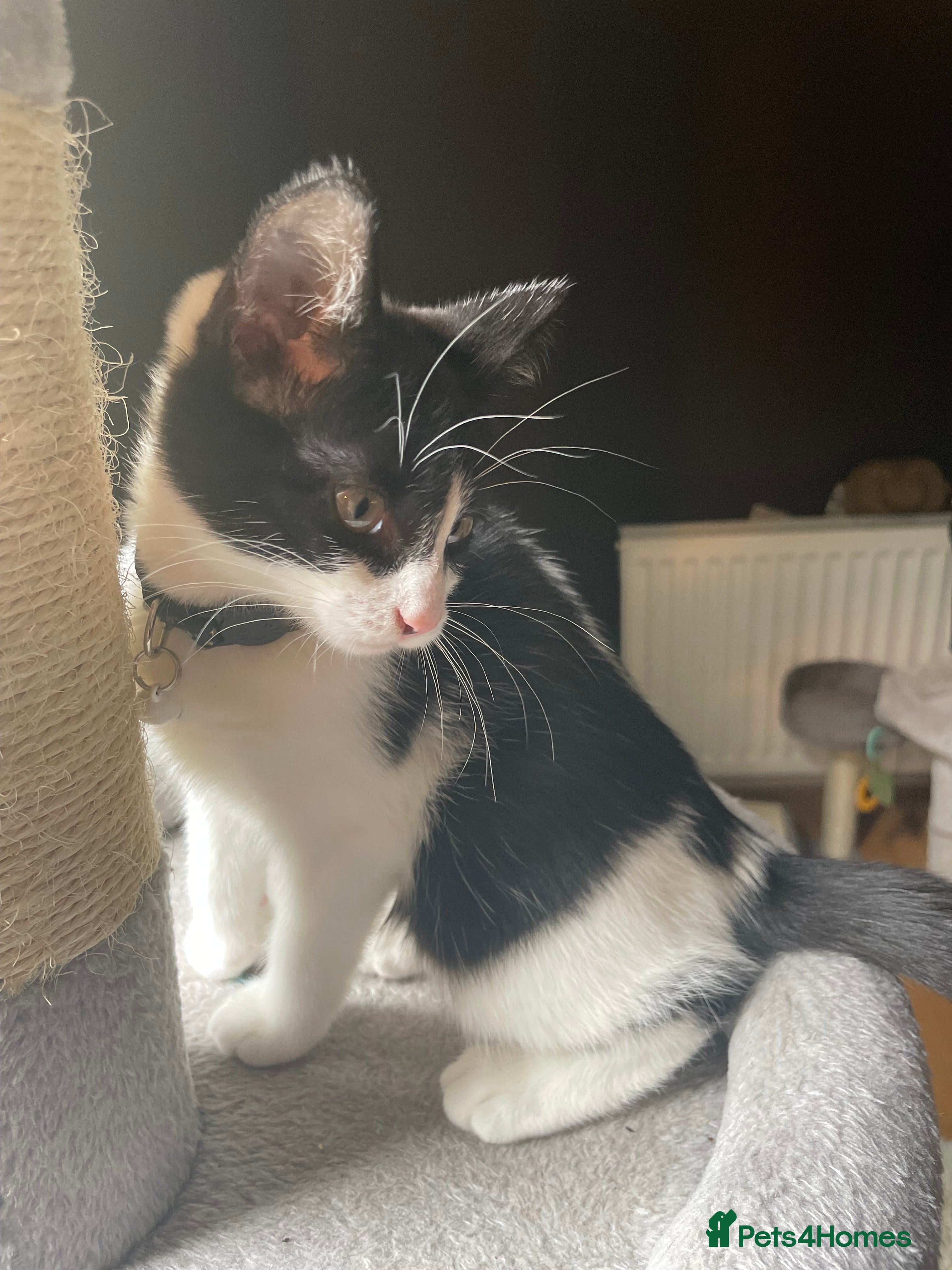Mixed Breed cats Quarter bengal x maine coone kitten - Advert 17