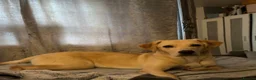 Goldador dogs for sale: Female Labrador (Goldador)  - Advert 1