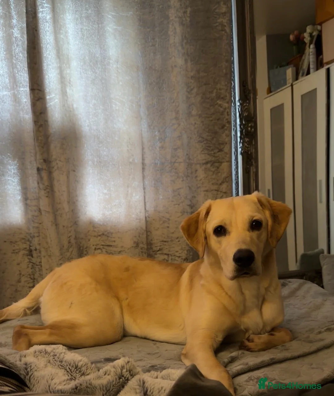 Goldador dogs for sale: Female Labrador (Goldador)  - Advert 1