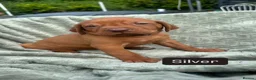 Hungarian Vizsla dogs for sale: 🐶Adorable KC Hungarian Vizsla Puppies 💗🩵 - Advert 32