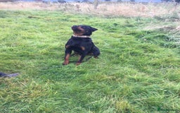 Mixed Breed dogs for sale: Rottweiler cross  - Image 2