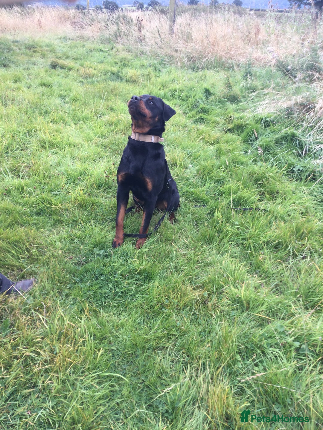 Mixed Breed dogs for sale: Rottweiler cross  - Image 2