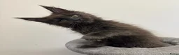 Maine Coon cats for sale: Pedigree GCCF Russian Kazakhstan import line - Advert 12