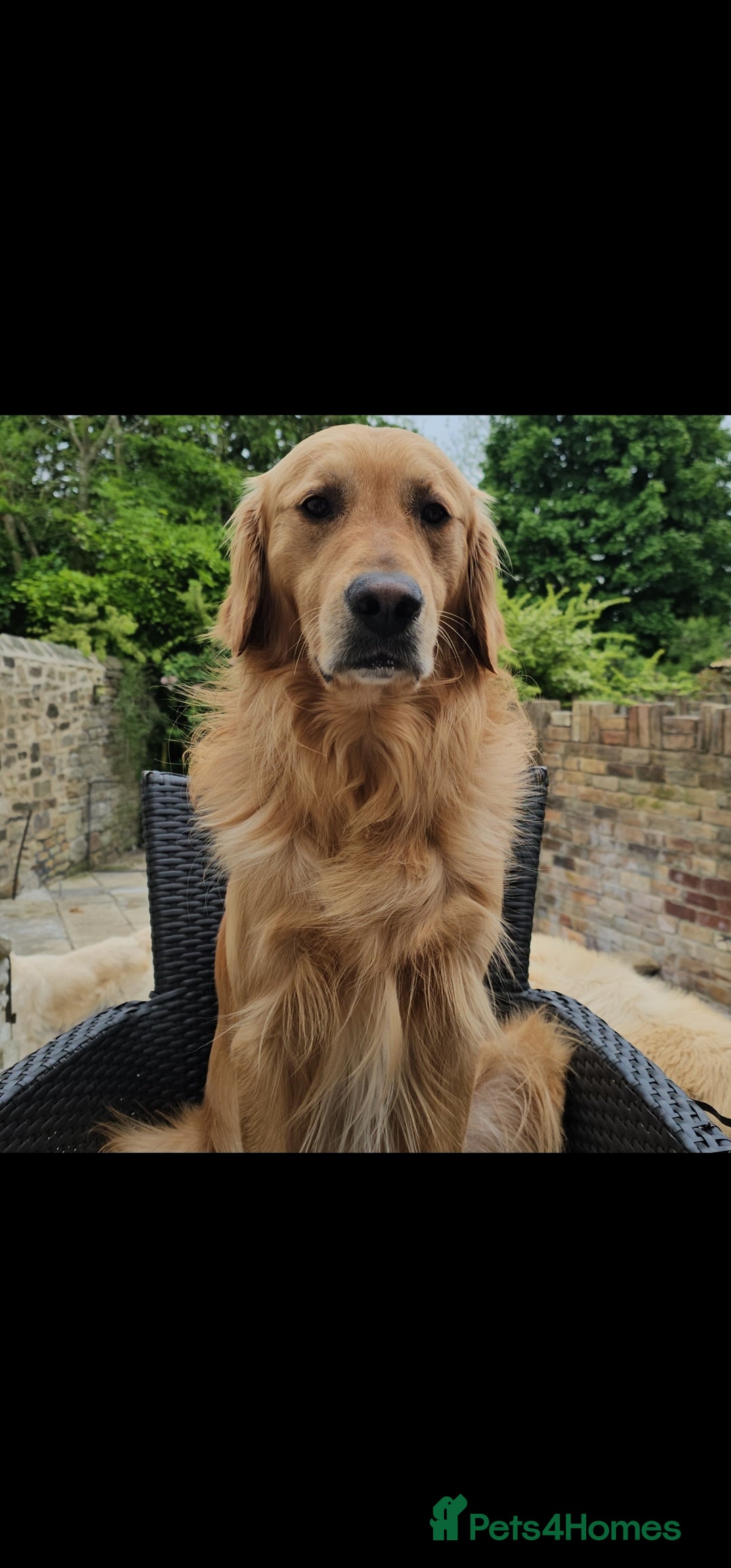 Golden Retriever dogs EXTENSIVELY HEALTH TESTED, KC Reg PROVEN in Bishop Auckland - Advert 12