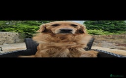 Golden Retriever dogs for stud: EXTENSIVELY HEALTH TESTED, KC Reg PROVEN in Bishop Auckland - Image 1