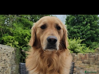 Golden Retriever dogs in Bishop Auckland - Advert 4