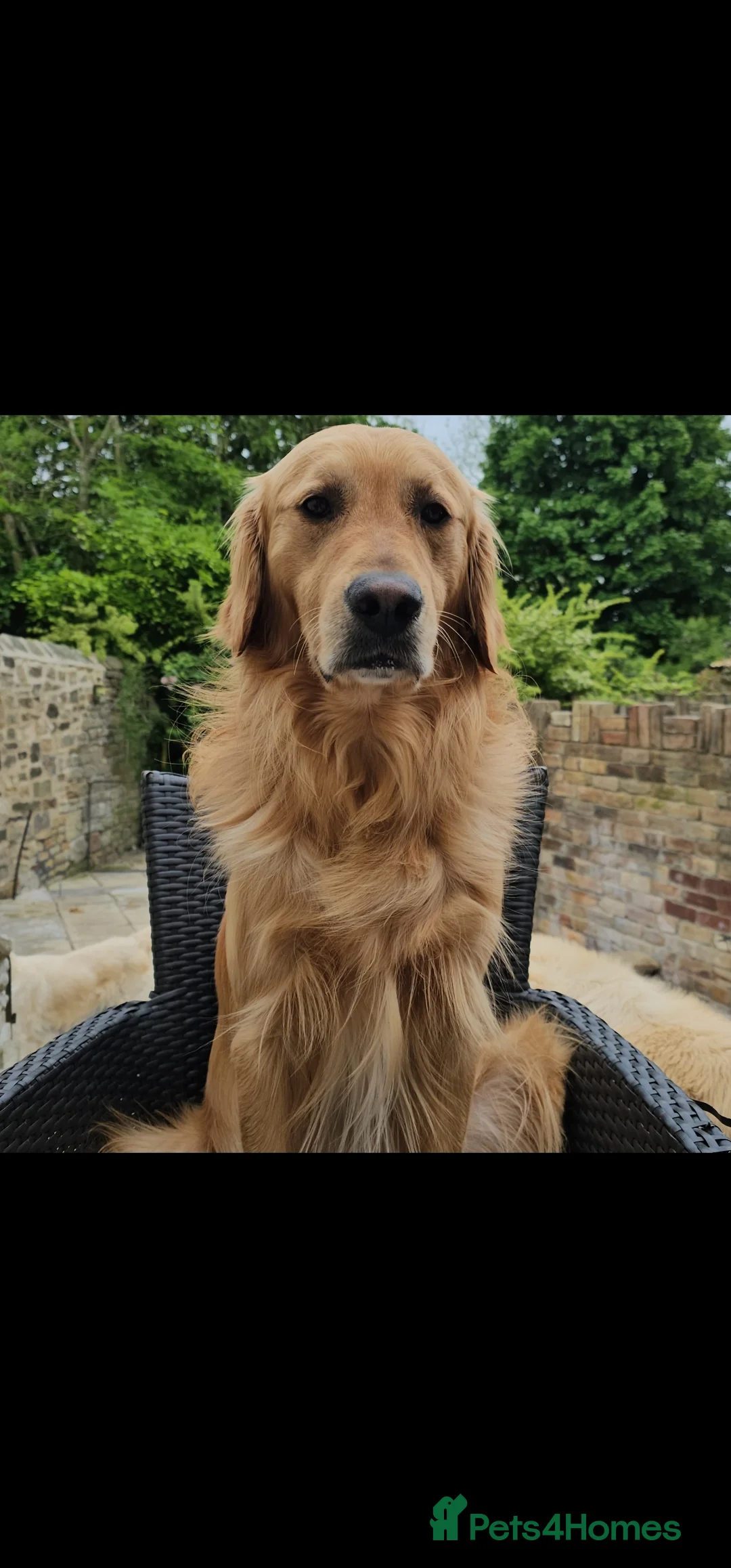 Golden Retriever dogs for stud: EXTENSIVELY HEALTH TESTED, KC Reg PROVEN in Bishop Auckland - Advert 1