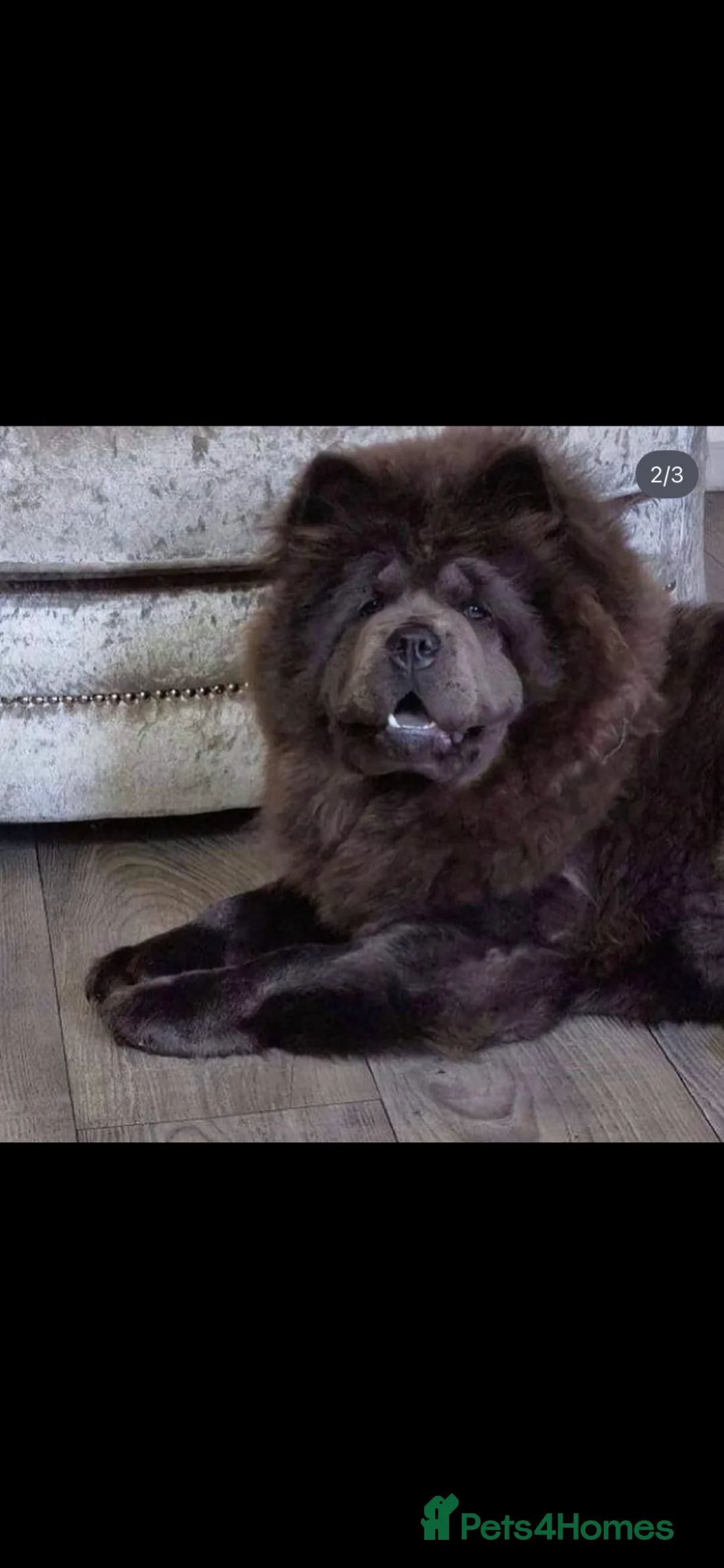 Chow Chow dogs for sale: Beautiful Kc registered chow chow puppies in Liverpool - Advert 1