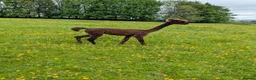 Alpaca livestock for sale: Gorgeous dark brown cria - Advert 4