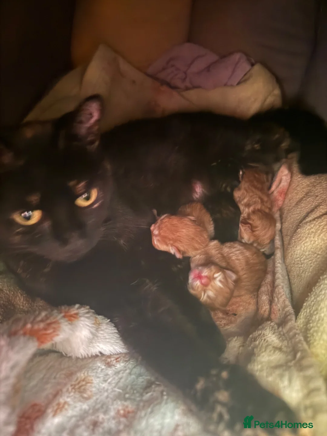 Mixed Breed cats for sale: Beautiful kittens available - Advert 10