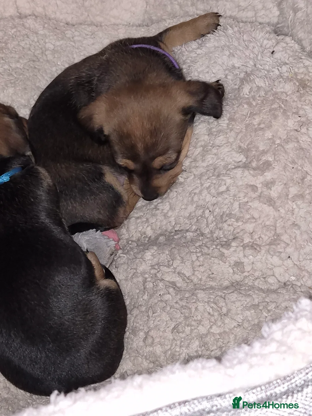 Mixed Breed dogs for sale: Beautiful chiweenies  - Advert 18