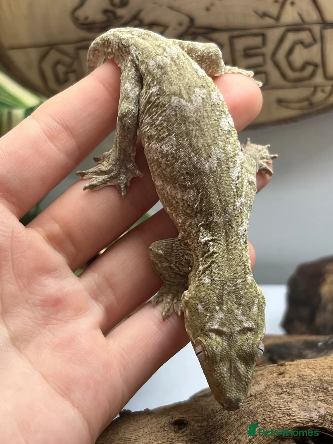 Gecko reptiles for sale: CB25 Pine Island Leachianus Gecko - Advert 2