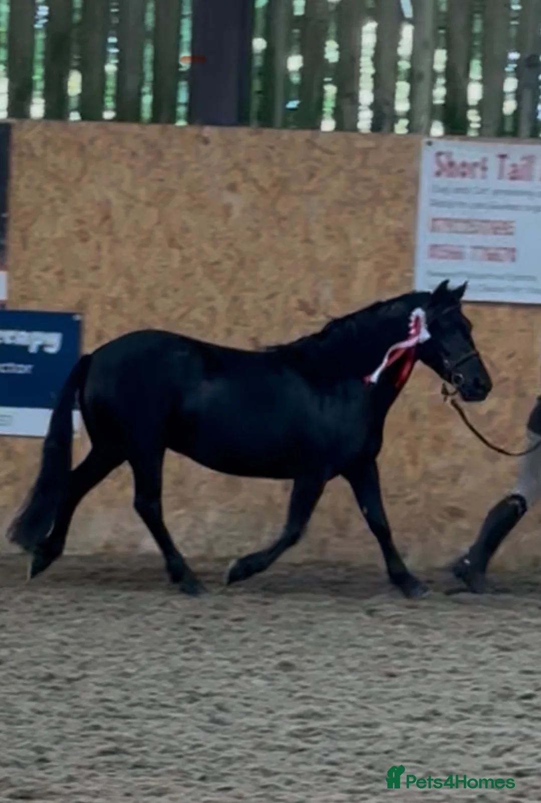 Dartmoor horses for sale: Jezamine ( jazz ) mothers dream!! - Advert 8