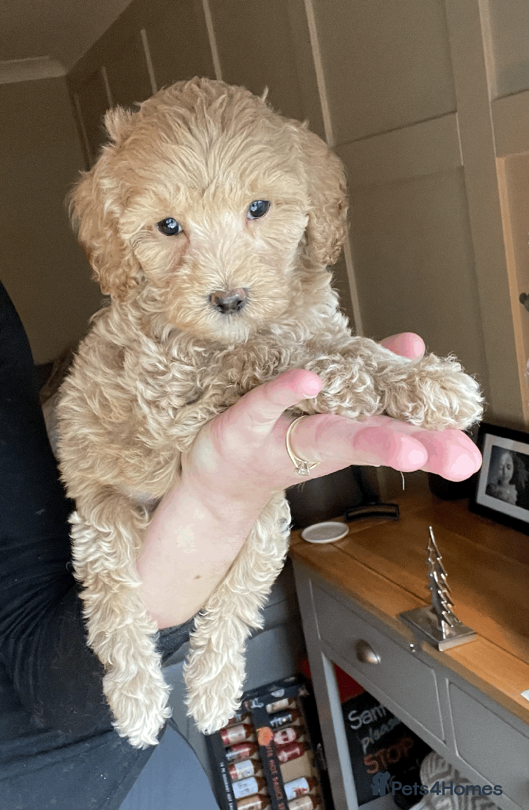 Cockapoo dogs for sale: F1b TOY COCKAPOO PUPS - DNA Health Tested!! - Advert 29