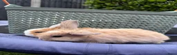 Mini Lop rabbits for sale: Pure breed Mini Lops  - Advert 7