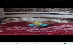 Ragdoll cats for sale: Kitten - Image 15