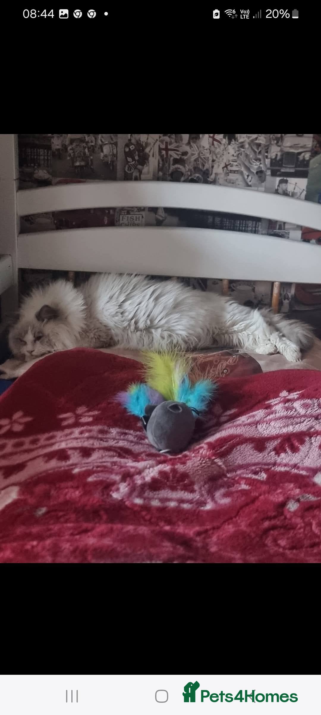 Ragdoll cats for sale: Kitten - Image 15