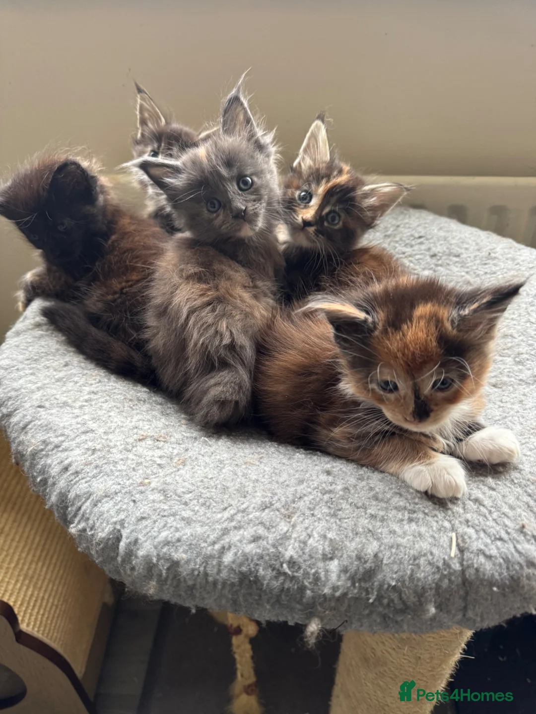 Maine Coon cats for sale: GCCF PEDIGREE MAINECOON KITTENS - Advert 2