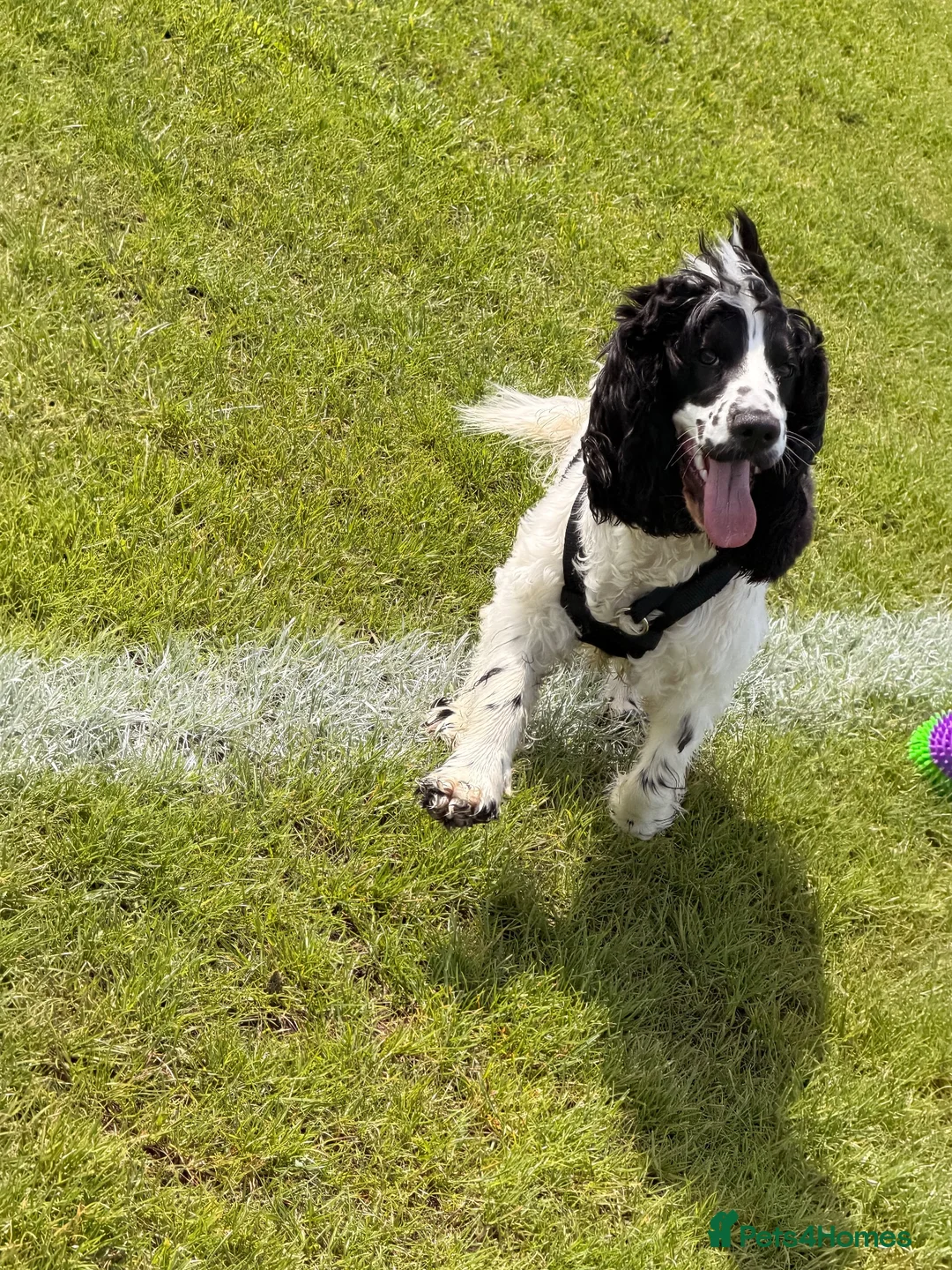 Cocker Spaniel dogs for sale: 11month Show Cocker Spaniel Female - Elsie  - Advert 6