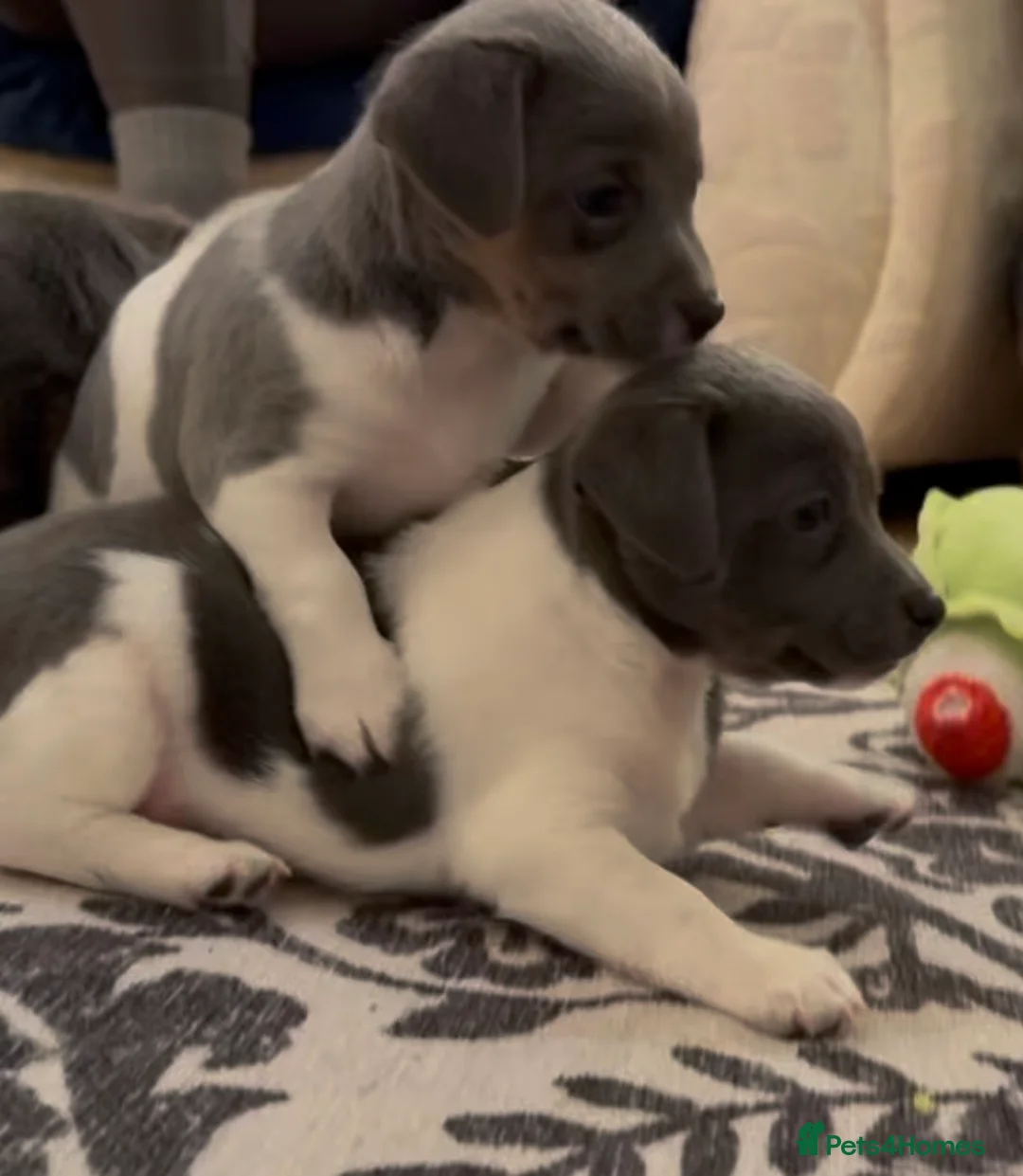 Jack Russell dogs for sale: Stunning blue and blue tri JRT pups - Advert 17