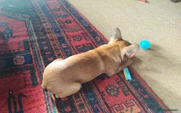 French Bulldog dogs for sale: French bulldog puppy  - Image 6